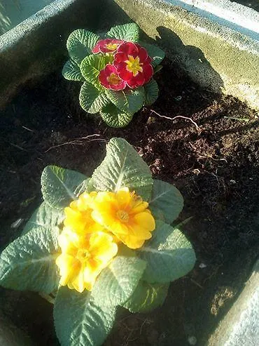 Bed & Breakfast Affittacamere Il Girasole Pontevico