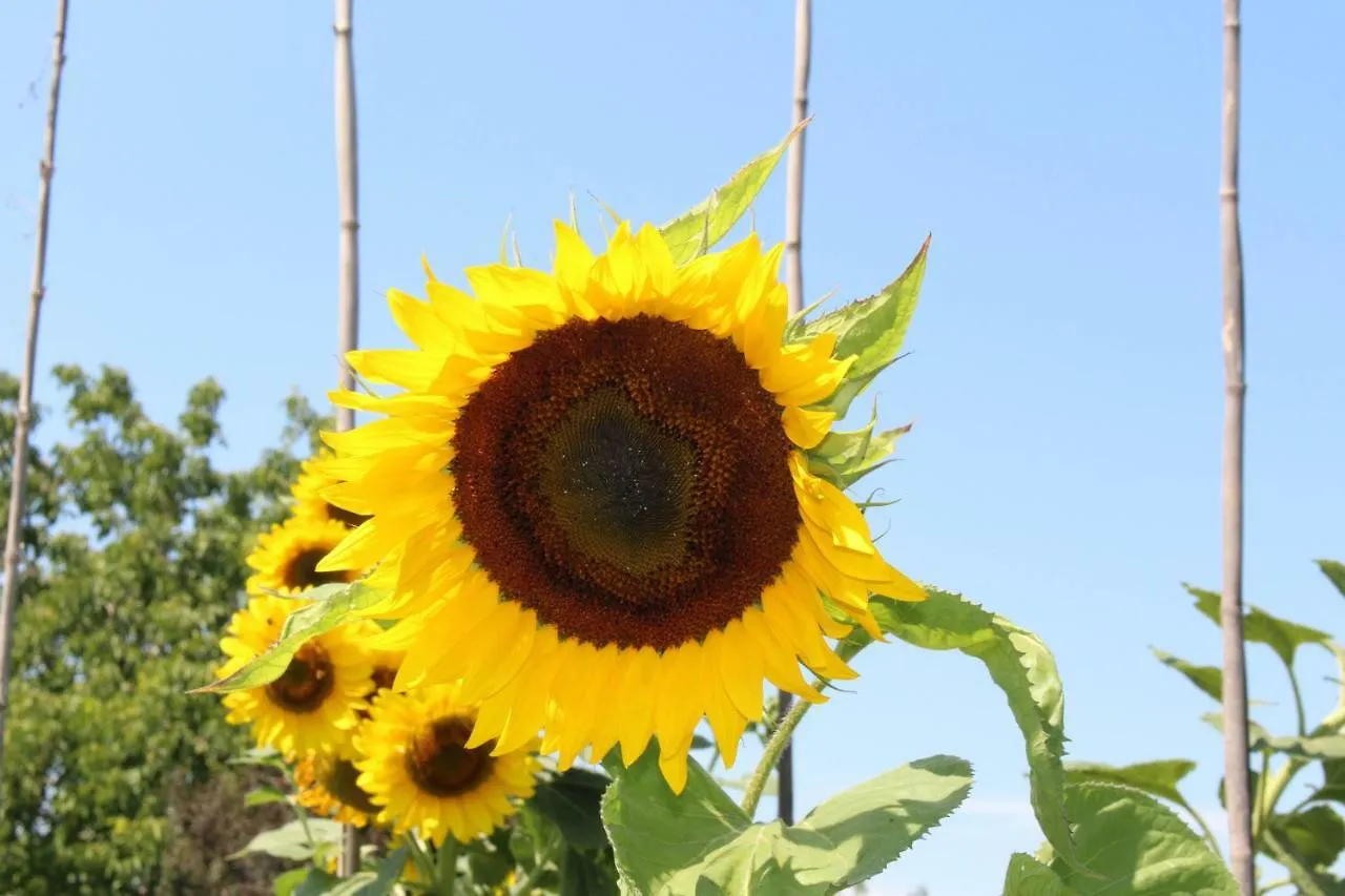 Bed & Breakfast Affittacamere Il Girasole Pontevico Italy